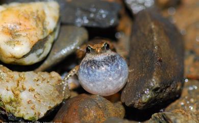 Microhyla fissipes Boulenger, 1884 小雨蛙