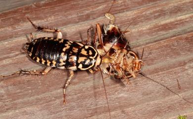 Neostylopyga rhombifolia (Houttuyn, 1813) 家屋斑蠊