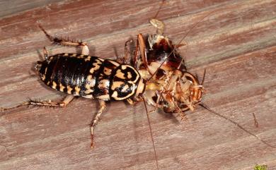 Neostylopyga rhombifolia (Stoll, 1813) 家屋斑蠊