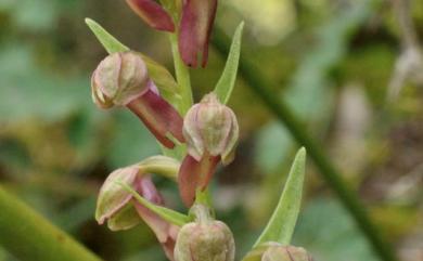 Dactylorhiza viridis 綠花凹舌蘭