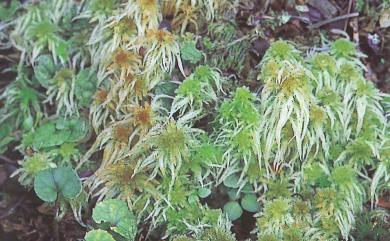 Sphagnum junghuhnianum Dozy & Molk., 1854 暖地泥炭苔