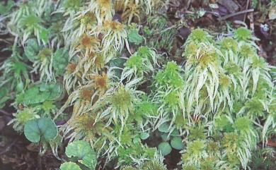 Sphagnum junghuhnianum 暖地泥炭苔