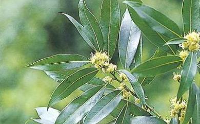 Litsea acuminata (Blume) Kurata 長葉木薑子