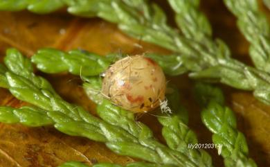 Brahmaea wallichii insulata Inoue, 1984 枯球籮紋蛾