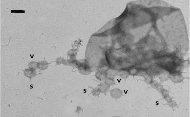 Methanofollis aquaemaris Lai & Chen 2001