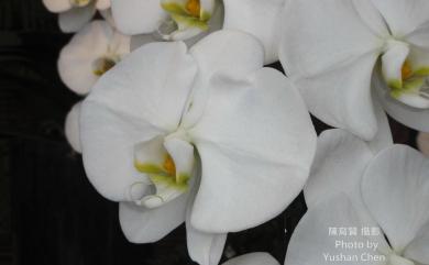 Phalaenopsis aphrodite subsp. formosana 臺灣蝴蝶蘭