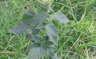 Amaranthus spinosus 刺莧