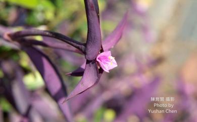 Tradescantia pallida 紫錦草