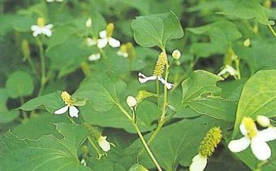 Houttuynia cordata 蕺菜