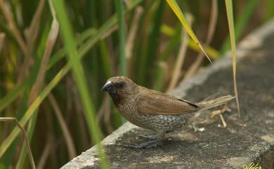 Lonchura punctulata topela (Swinhoe, 1863) 斑文鳥