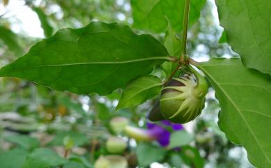 Thunbergia erecta 立鶴花