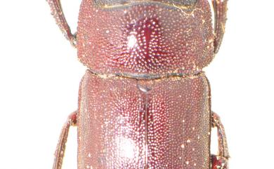 Metallactulus parvulus (Hope, 1845) 姬扁鍬形蟲