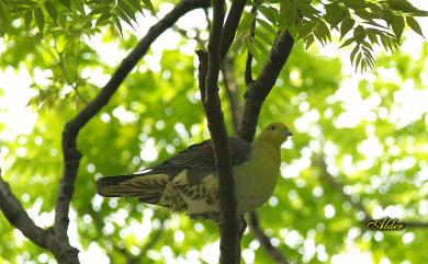 Treron sieboldii sieboldii (Temminck, 1835) 綠鳩