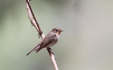 Ficedula parva (Bechstein, 1792) 紅胸鶲