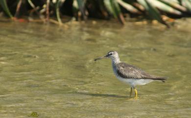 Tringa brevipes (Vieillot, 1816) 黃足鷸