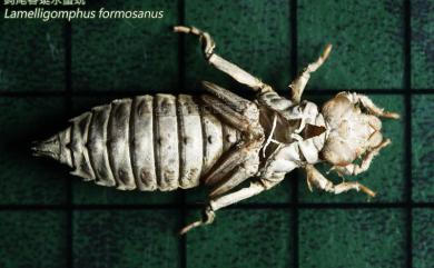 Lamelligomphus formosanus (Matsumursa, 1926) 鈎尾春蜓