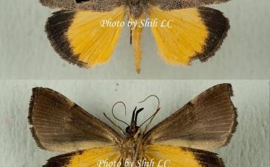 Dichromia sagitta (Fabricius, 1775) 馬蹄兩色裳蛾