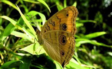 Junonia almana Linnaeus, 1758 眼蛺蝶