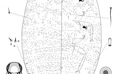 Crisicoccus pini (Kuwana, 1902) 松粉介殼蟲