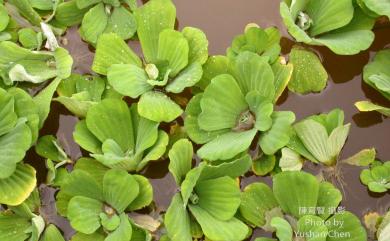 Pistia stratiotes 大萍