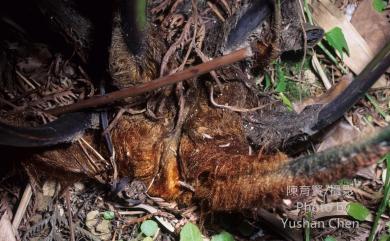 Cibotium taiwanense C.M.Kuo 臺灣金狗毛蕨