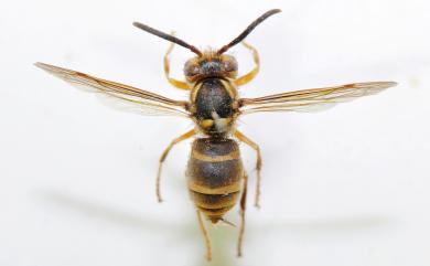 Vespula arisana (Sonan, 1929) 阿里山黃胡蜂