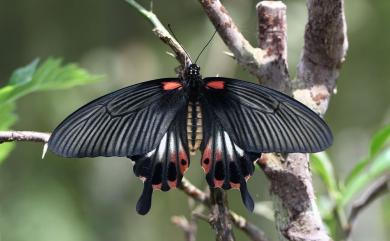 Papilio memnon heronus Fruhstorfer, 1902 大鳳蝶