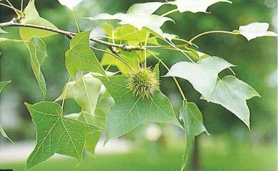 Liquidambar formosana 楓香