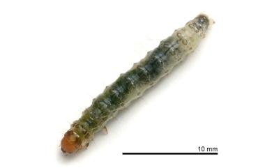Herpetogramma basalis (Walker, 1866) 黑點切葉野螟蛾