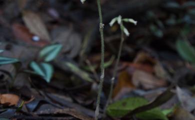 Cheirostylis chinensis var. takeoi (Hayata) T.P.Lin 全唇指柱蘭
