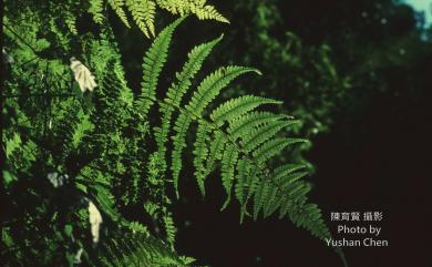 Athyrium oppositipennum var. oppositipennum 對生蹄蓋蕨