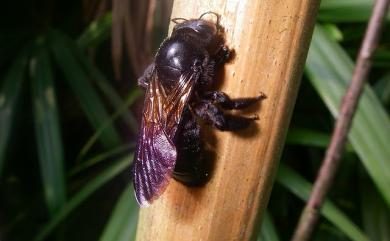 Xylocopa bomboides Smith, 1879 臺灣絨木蜂