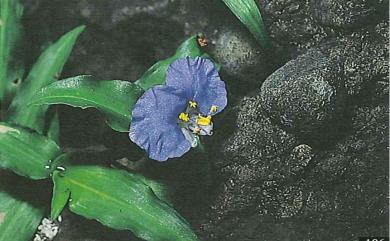 Commelina auriculata 耳葉鴨跖草