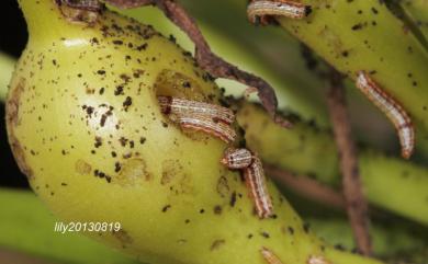 Spodoptera picta (Guerin-Meneville, 1838)