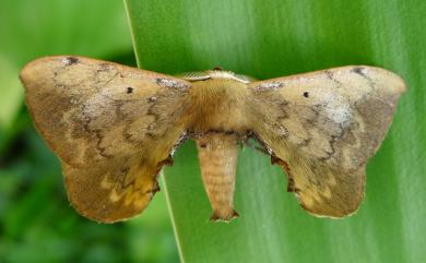 Andraca olivacea Matsumura, 1927 綠茶蠶蛾