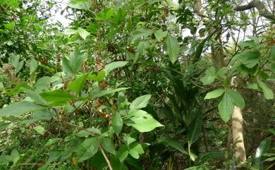 Flemingia macrophylla (Willd.) O. Ktze. ex Prain, 1897 大葉佛來明豆