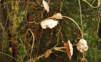 Marasmiellus dendroegrus Sing. 枝狀微皮傘