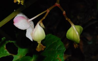 Begonia tengchiana 藤枝秋海棠