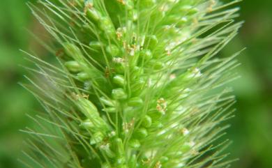 Setaria viridis (L.) P.Beauv. 狗尾草
