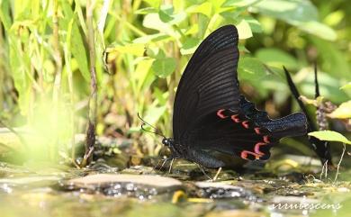 Papilio dialis tatsuta Murayama, 1970 穹翠鳳蝶