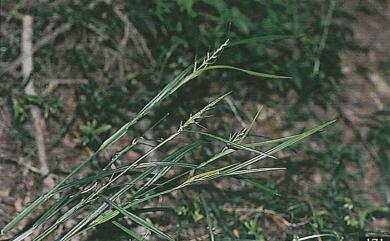 Scleria levis 毛果珍珠茅