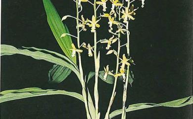 Cephalantheropsis obcordata (Lindl.) Ormerod 綠花肖頭蕊蘭