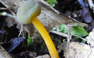 Leotia lubrica Fr. 潤滑錘舌菌