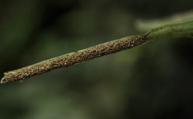 Lepisorus mucronatus (Fée) Li Wang 尖嘴蕨
