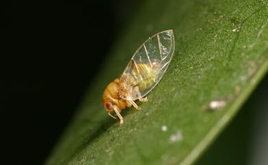 Macrohomotoma gladiata Kuwayama, 1908 高背木蝨