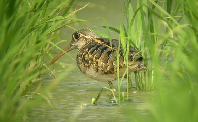 Rostratula benghalensis (Linnaeus, 1758) 彩鷸