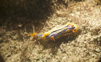 Chromodoris colemani Rudman, 1982 科立曼多彩海牛