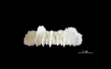 Fungiacyathus granulosus Cairns, 1989 顆粒蕈杯珊瑚