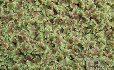 Azolla caroliniana 卡州滿江紅