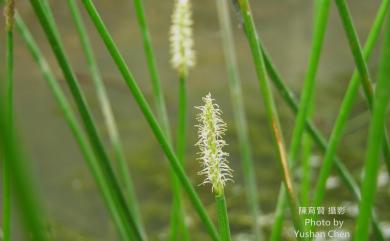 Eleocharis dulcis var. dulcis (Burm. f.) Trin. ex Hensch. 荸薺